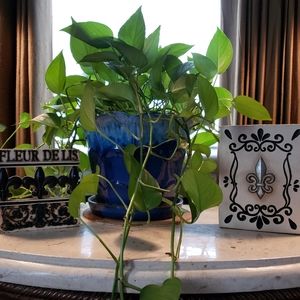 2 fleur-de-leis resin plaques